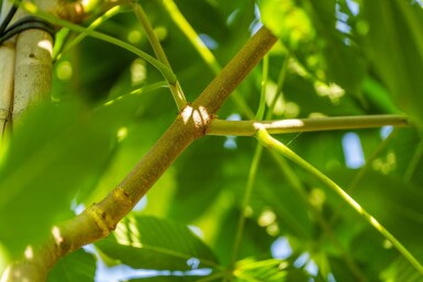 Aesculus flava haute-tige 10/12