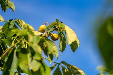 Aesculus flava haute-tige 10/12