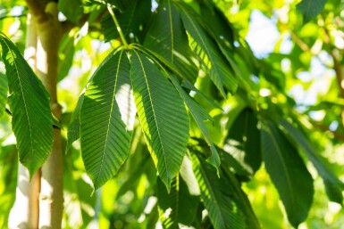 Aesculus flava haute-tige 10/12