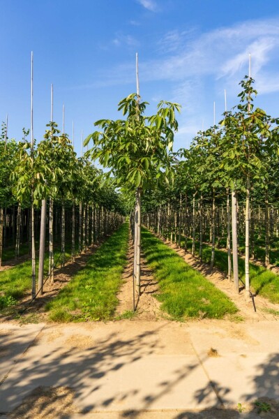 Aesculus flava 'Vestita' haute-tige 12/14