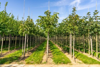 Aesculus flava 'Vestita' haute-tige 12/14