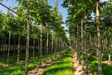 Aesculus flava 'Vestita' haute-tige 12/14
