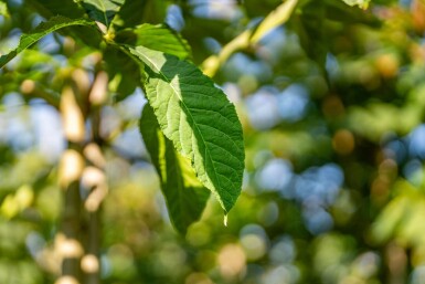 Aesculus flava 'Vestita' haute-tige 12/14