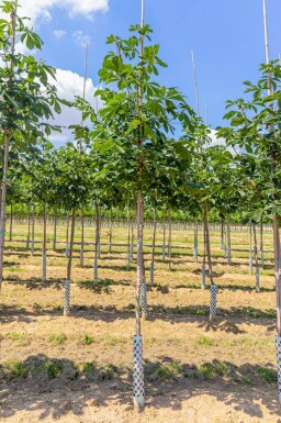 Aesculus hippocastanum haute-tige