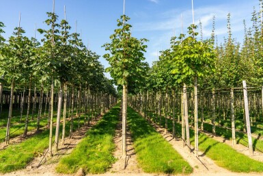 Aesculus hippocastanum 'Baumannii' haute-tige 10/12