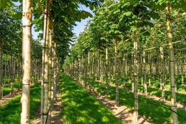 Aesculus hippocastanum 'Baumannii' haute-tige 10/12