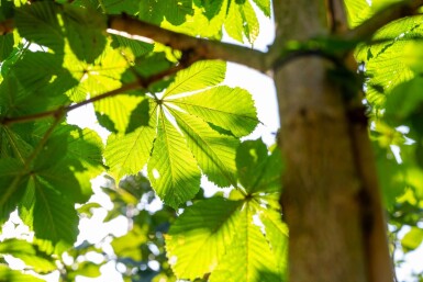 Aesculus hippocastanum 'Baumannii' haute-tige 10/12