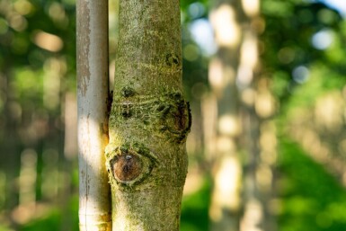 Aesculus hippocastanum 'Baumannii' haute-tige 10/12