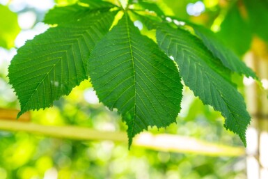 Aesculus hippocastanum 'Baumannii' haute-tige 10/12