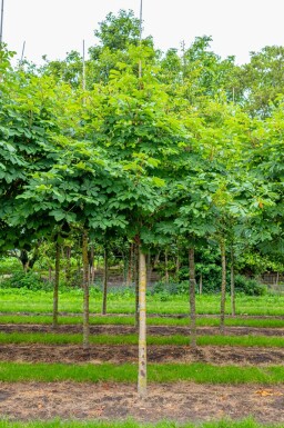 Aesculus hippocastanum 'Baumannii' haute-tige 10/12