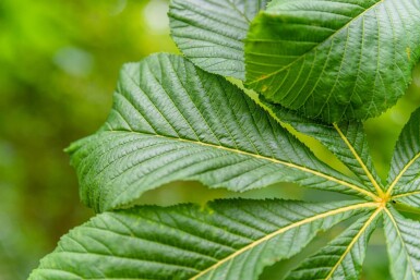 Aesculus hippocastanum 'Baumannii' haute-tige 10/12