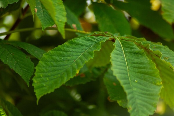 Aesculus pavia haute-tige 12/14