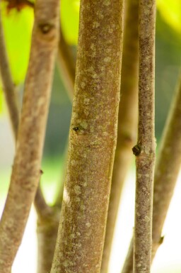 Aesculus pavia haute-tige 12/14