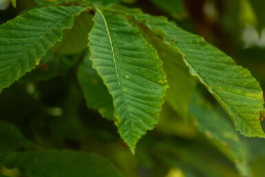 Aesculus pavia haute-tige 12/14