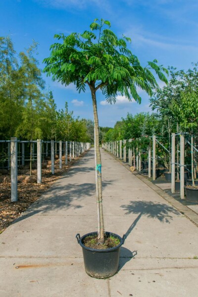 Albizia julibrissin haute-tige 4/6
