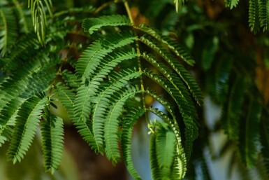 Albizia julibrissin haute-tige 4/6