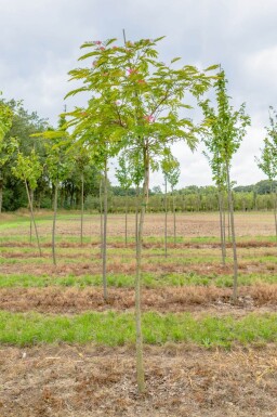 Albizia julibrissin haute-tige 4/6