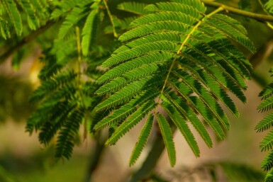 Albizia julibrissin haute-tige 4/6