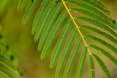 Albizia julibrissin haute-tige 4/6