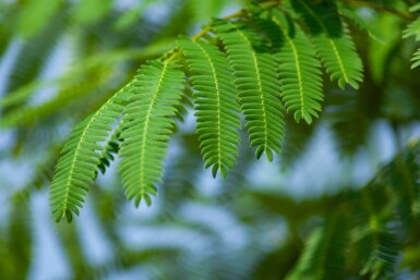 Albizia julibrissin haute-tige 4/6