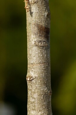 Albizia julibrissin haute-tige 4/6