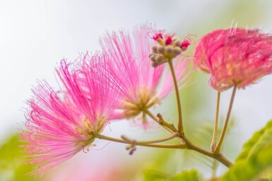 Albizia julibrissin haute-tige 4/6
