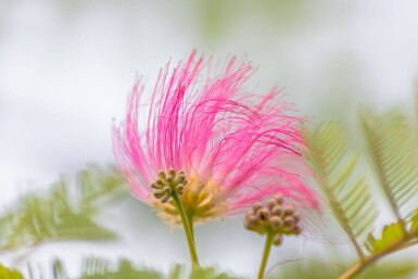 Albizia julibrissin haute-tige 4/6