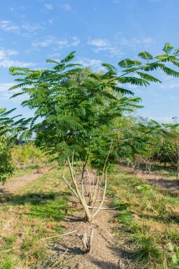 Albizia julibrissin cépée