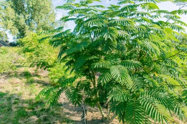 Albizia julibrissin cépée 250-300