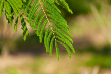 Albizia julibrissin cépée 250-300