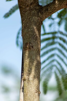 Albizia julibrissin cépée 250-300