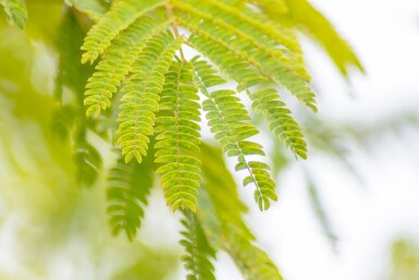 Albizia julibrissin cépée 250-300