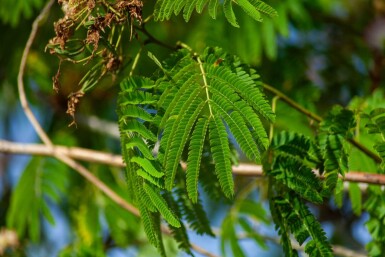Albizia julibrissin 'Ombrella' haute-tige