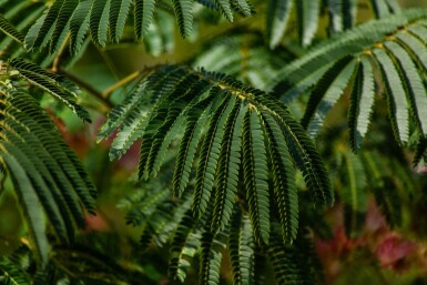 Albizia julibrissin 'Ombrella' haute-tige 10/12