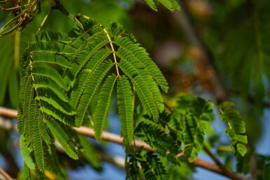 Albizia julibrissin 'Ombrella' haute-tige 10/12