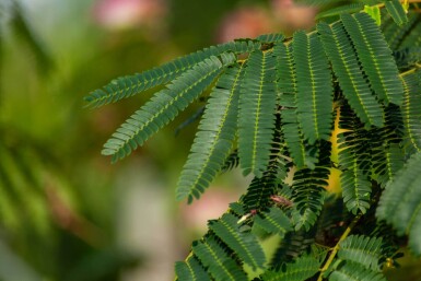 Albizia julibrissin 'Ombrella' haute-tige 10/12