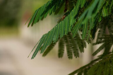 Albizia julibrissin 'Ombrella' haute-tige 10/12
