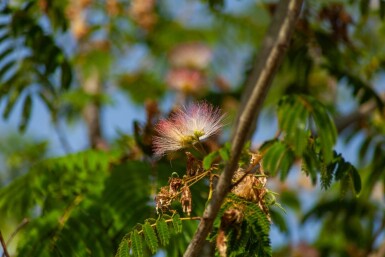 Albizia julibrissin 'Ombrella' haute-tige 10/12