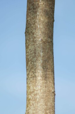 Albizia julibrissin 'Ombrella' haute-tige 10/12