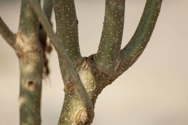 Albizia julibrissin 'Ombrella' haute-tige 10/12
