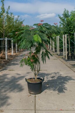 Albizia julibrissin 'Ombrella' cépée