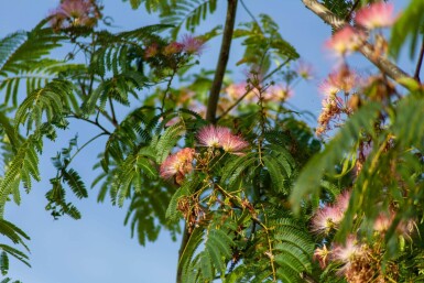 Albizia julibrissin 'Ombrella' cépée 200-250