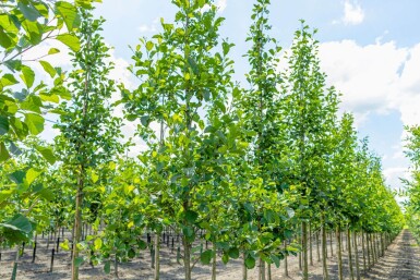 Alnus glutinosa haute-tige 10/12