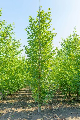 Alnus glutinosa baliveau 12/14
