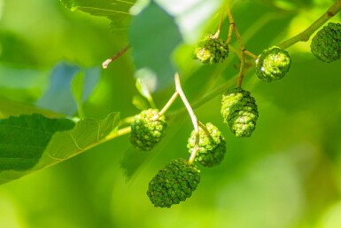 Alnus glutinosa baliveau 12/14