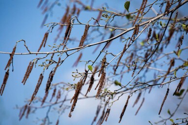 Alnus glutinosa baliveau 12/14