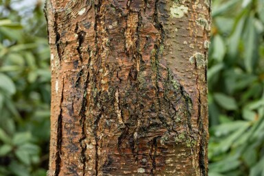 Alnus glutinosa baliveau 12/14