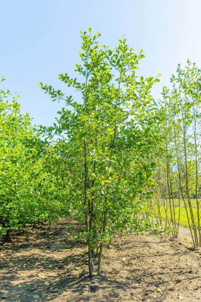Alnus glutinosa cépée 200-250