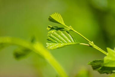 Alnus glutinosa cépée 200-250