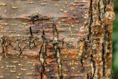 Alnus glutinosa cépée 200-250